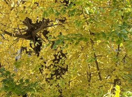 美弥さんの日誌