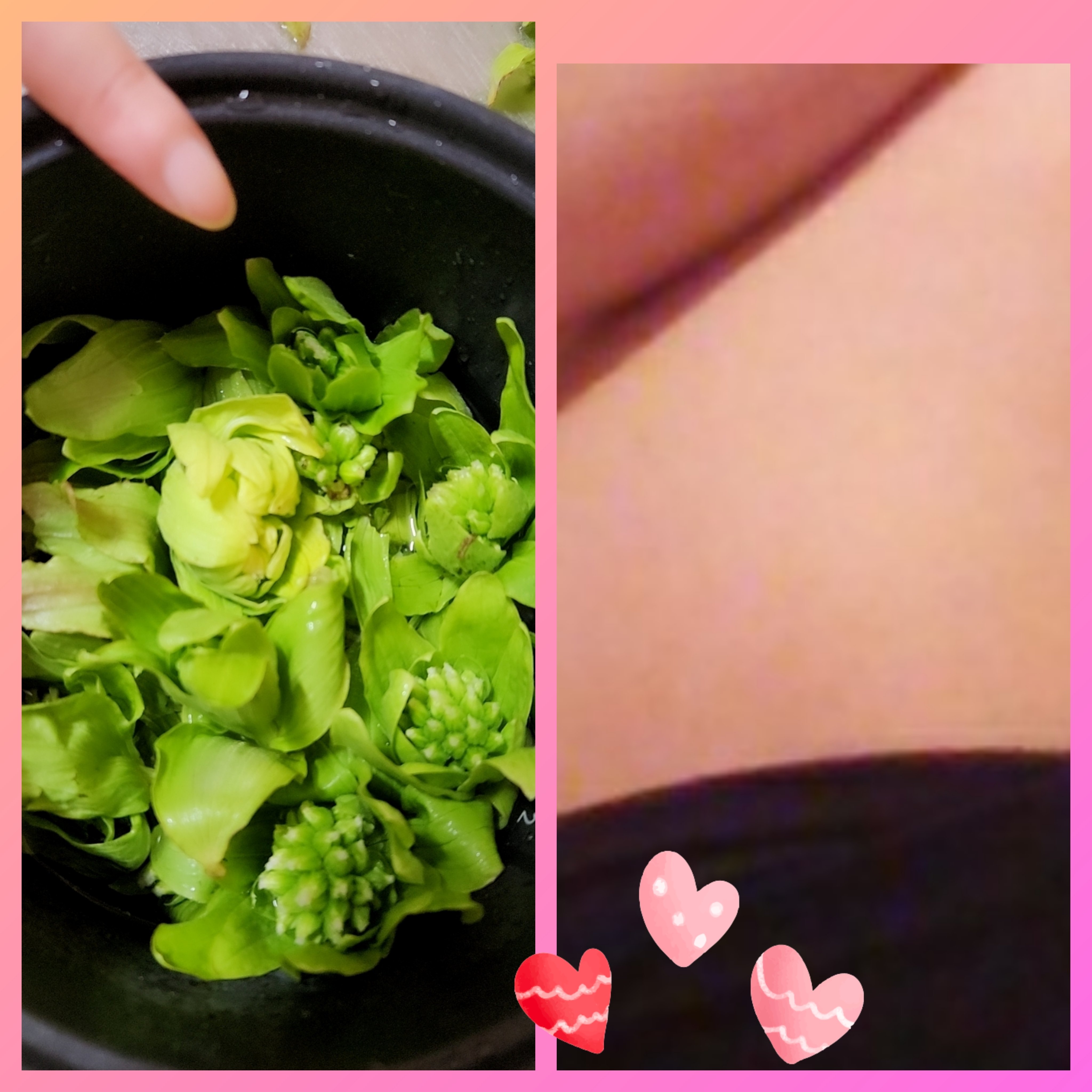 �ե��Υȥ��ä��Τ��������̿�
