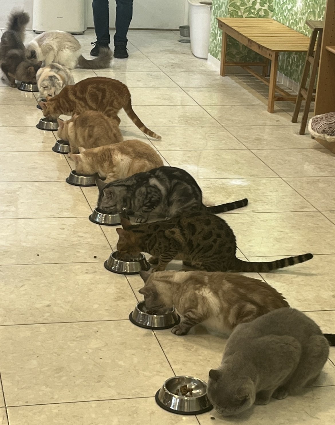 ǭ���������դ��������̿�