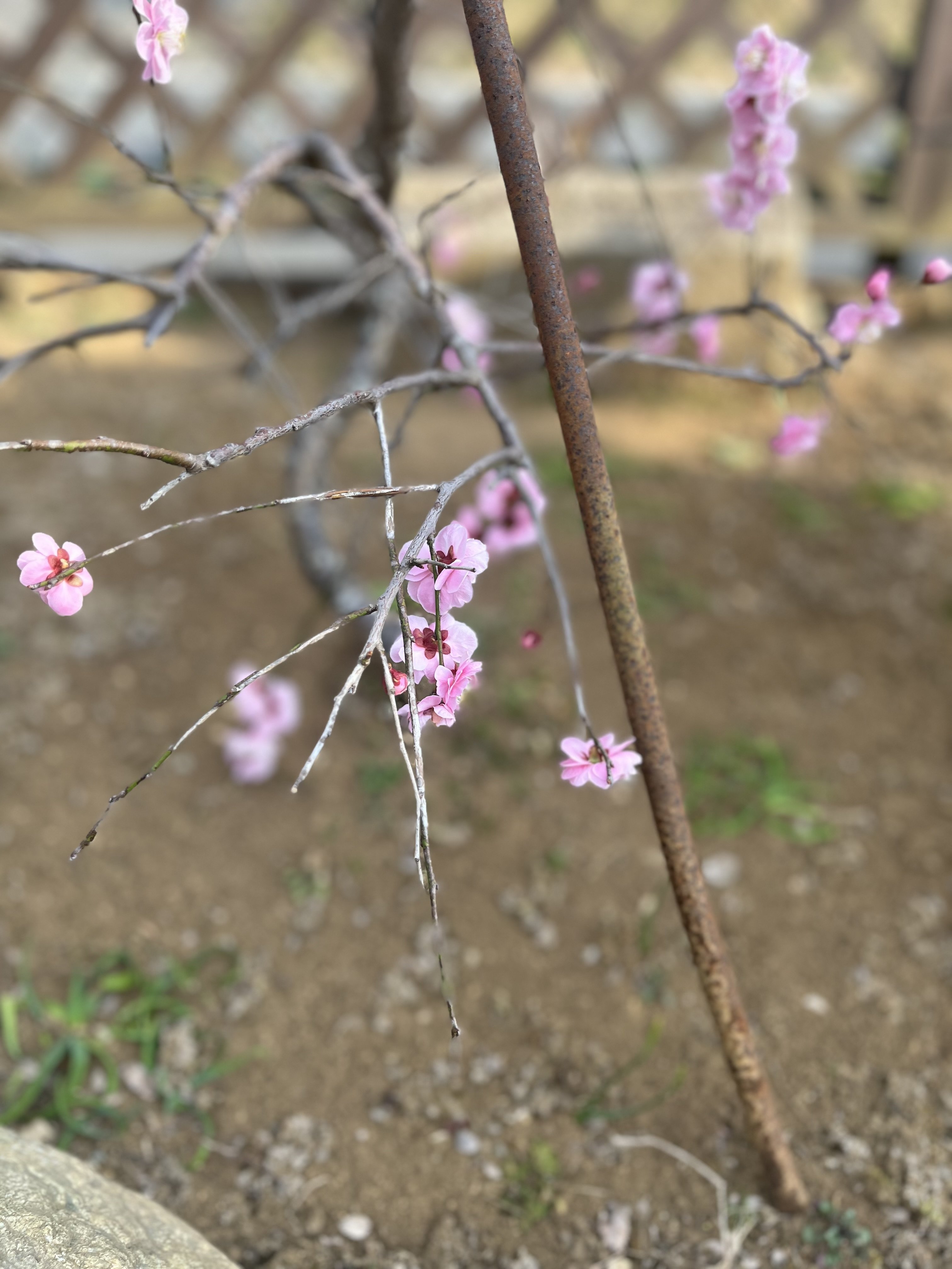 3�������դ��������̿�