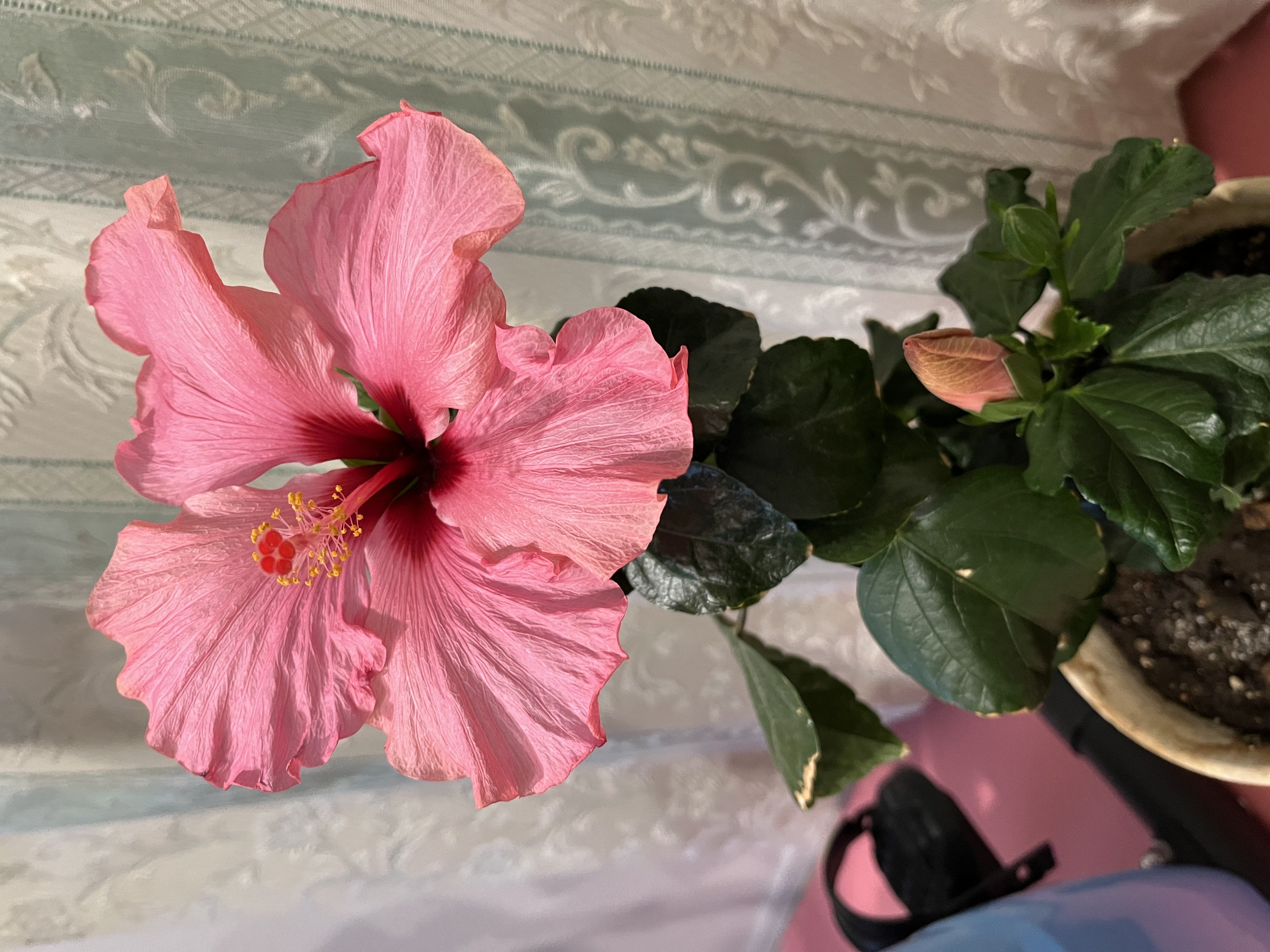 �ե����äϤ뤫(�ڹ�)���������̿�