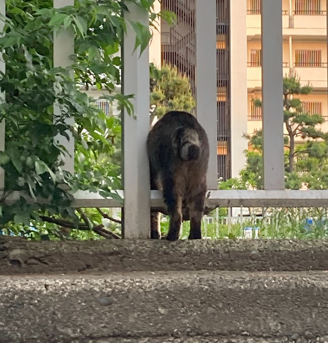 ���ޤˡ��ޤˤޤˡ����蘆�������̿�