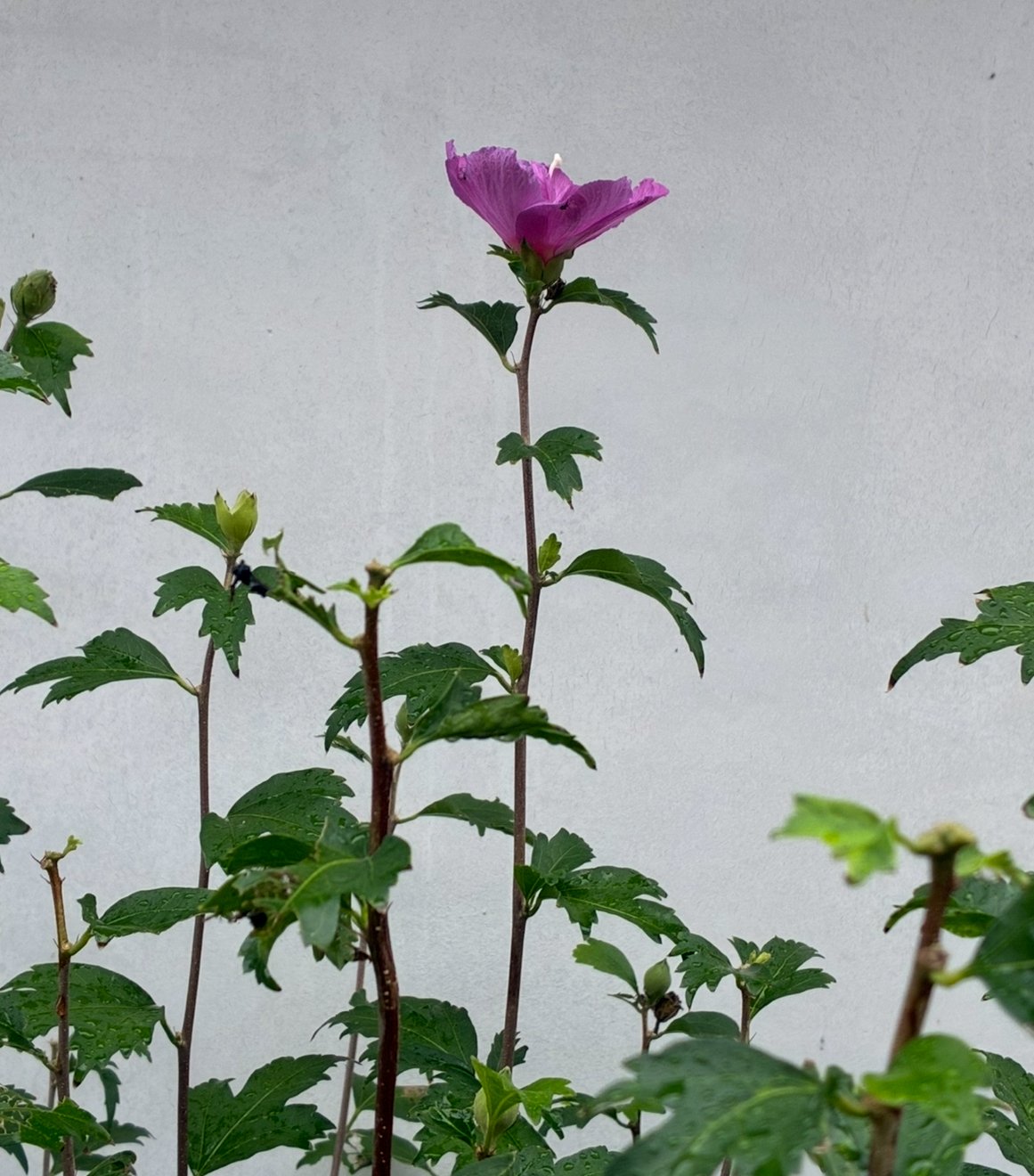 ����ۤɤˡ����蘆�������̿�