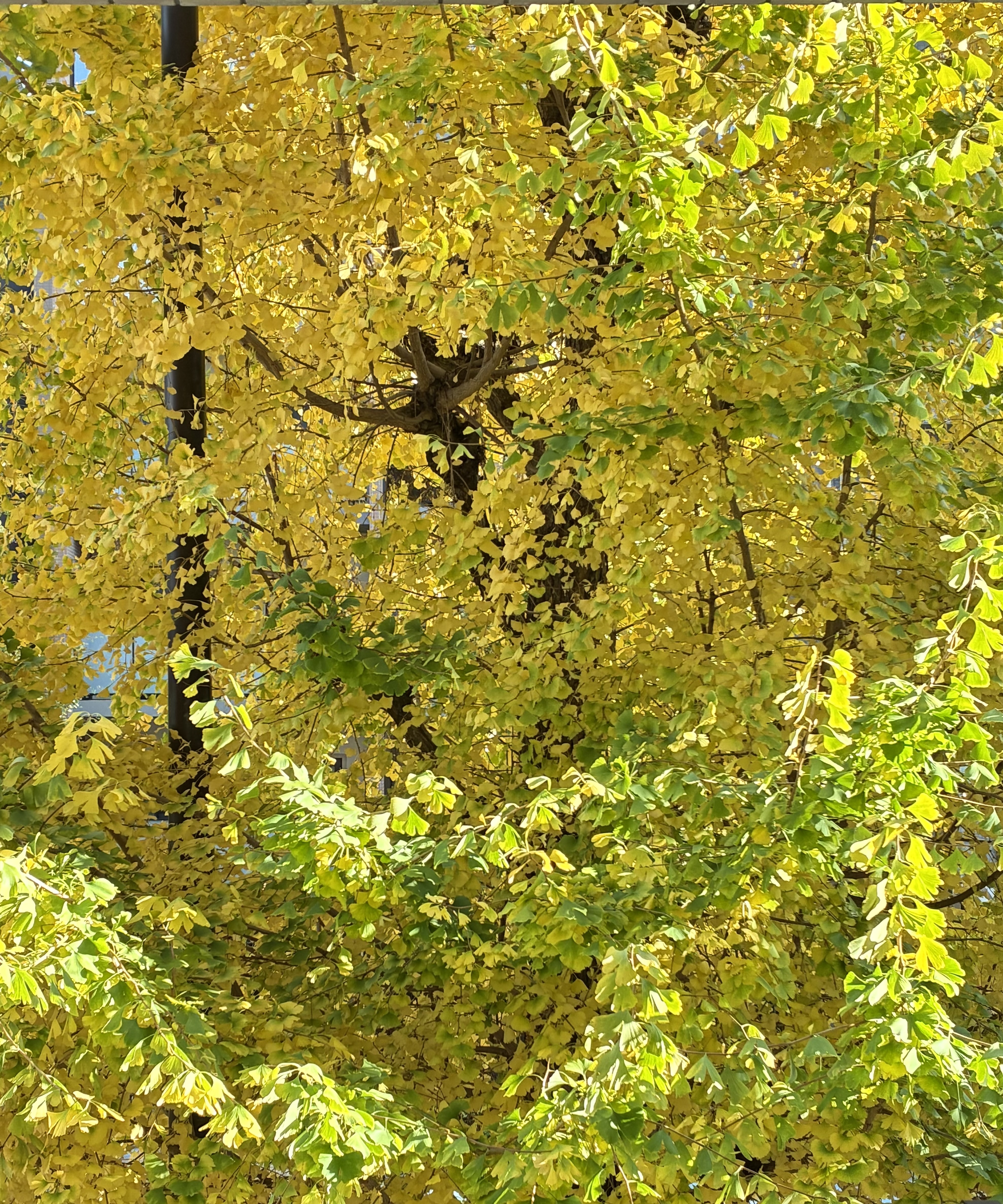 ���������狼�ˡ����蘆�������̿�