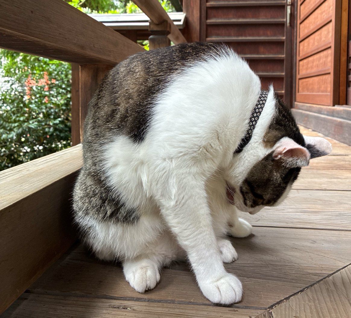 �ߡ��⤦�������������蘆�������̿�