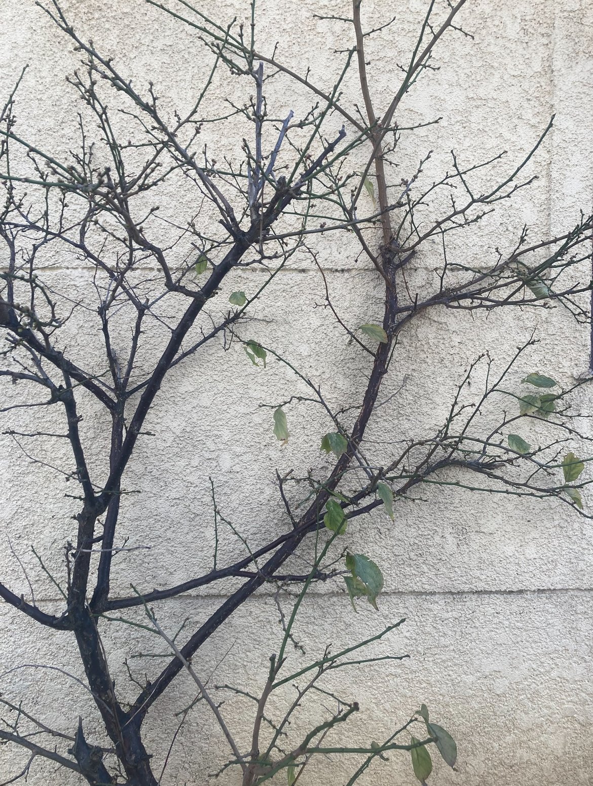 �ۡ�������S���͡����蘆�������̿�