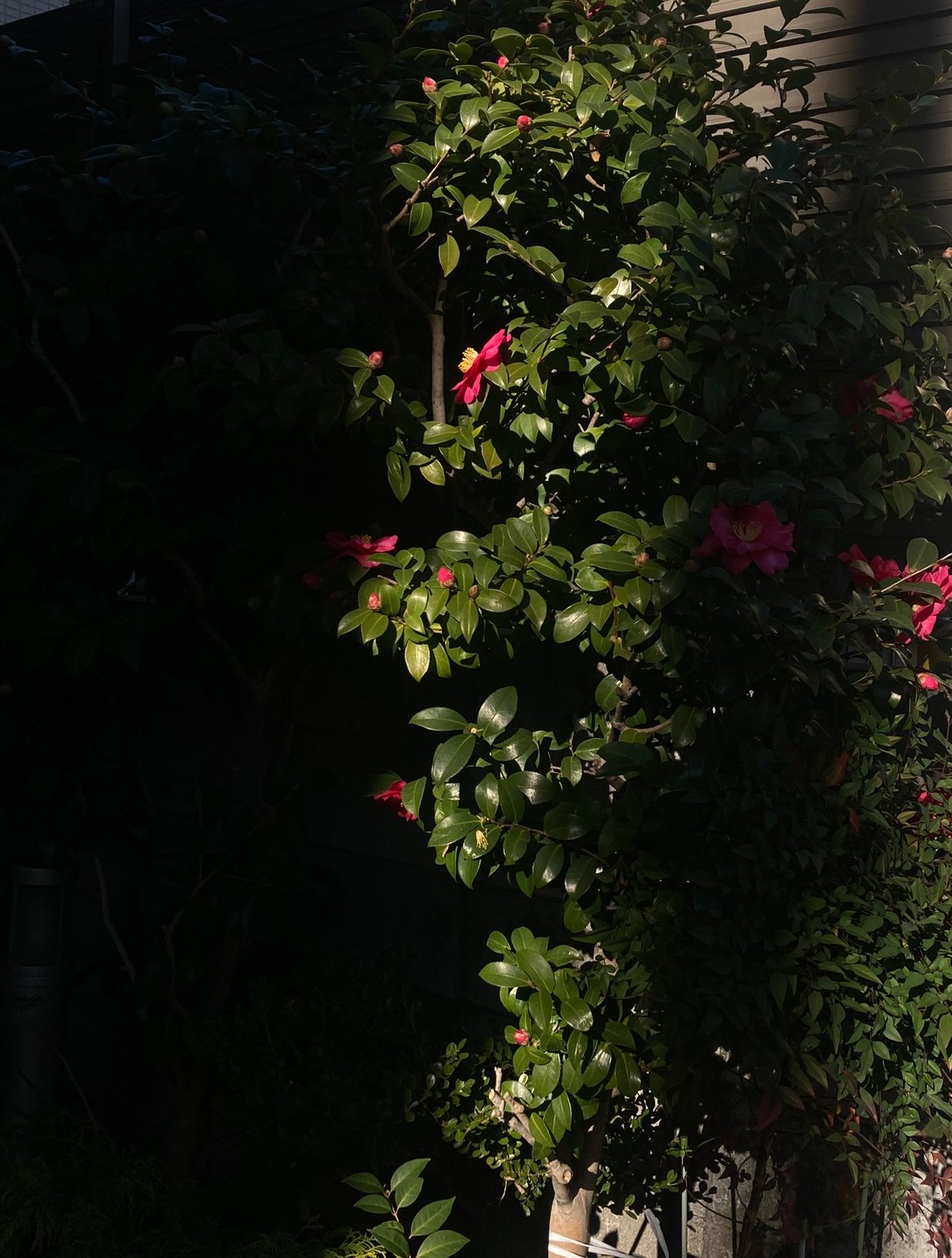 �ۡ�������S���͡�³�����蘆�������̿�