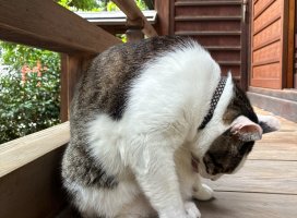 �ߡ��⤦��������