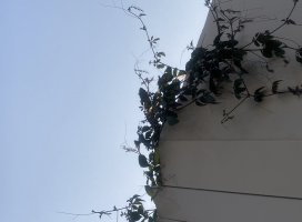 蘆