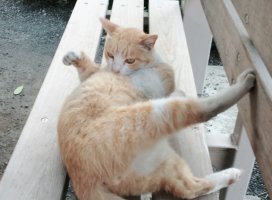 ��Ω��ʬ�ΤϤ��ޤ��