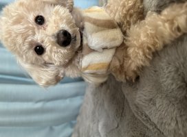 䤫