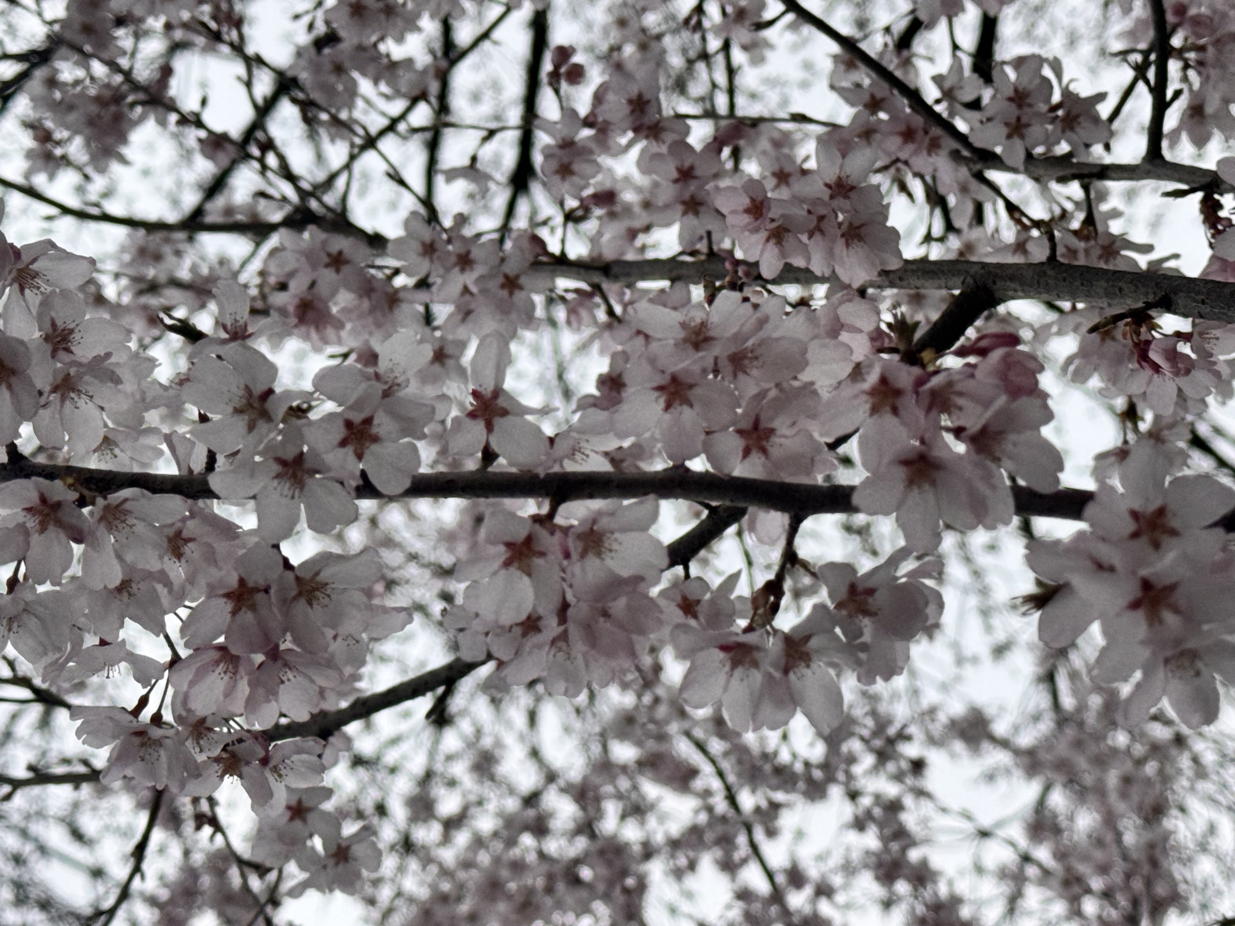 ��🌸�ä�����✫�Ĥ��������̿�