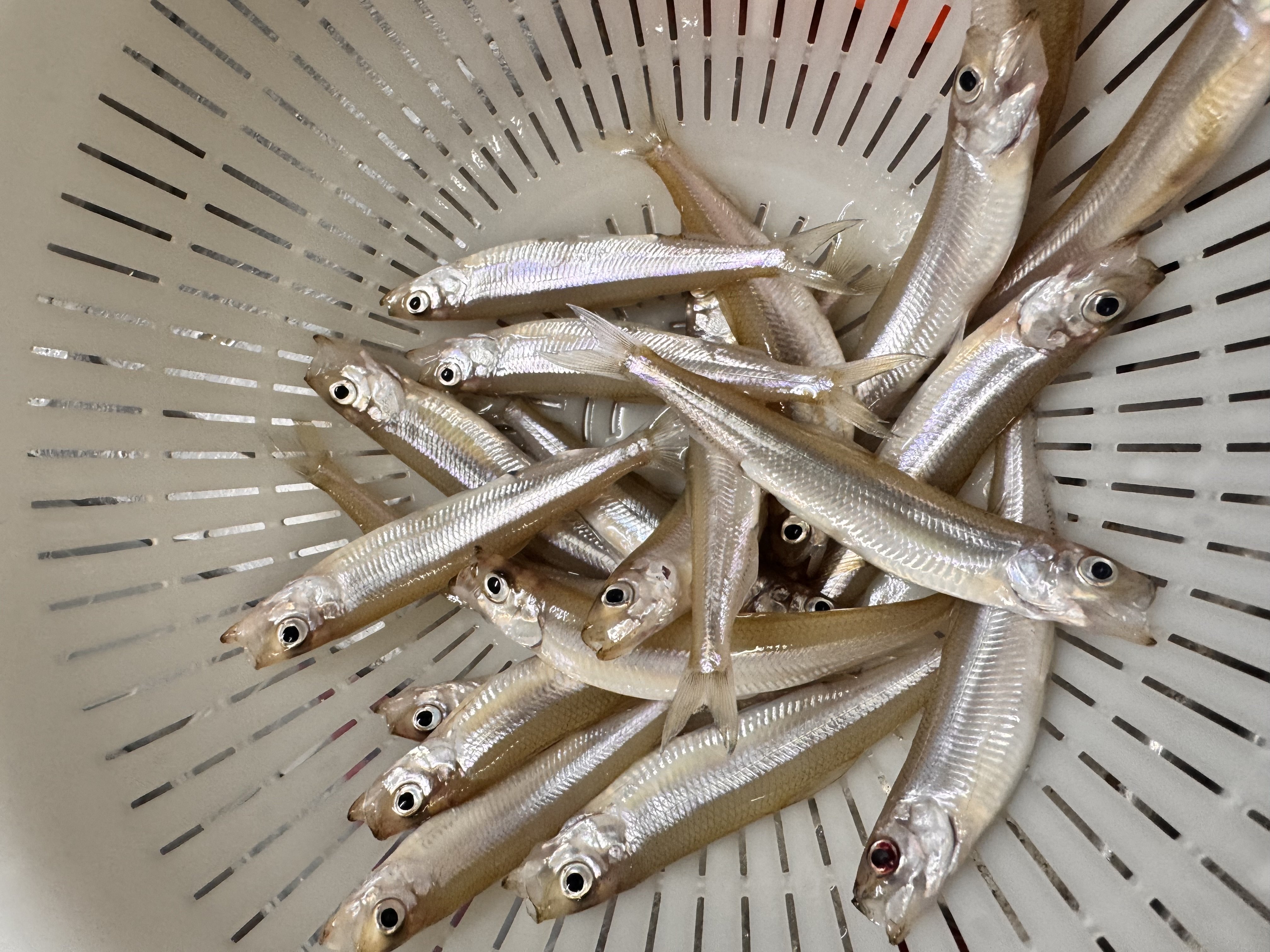 ��������🎣�ä�����✫�Ĥ��������̿�