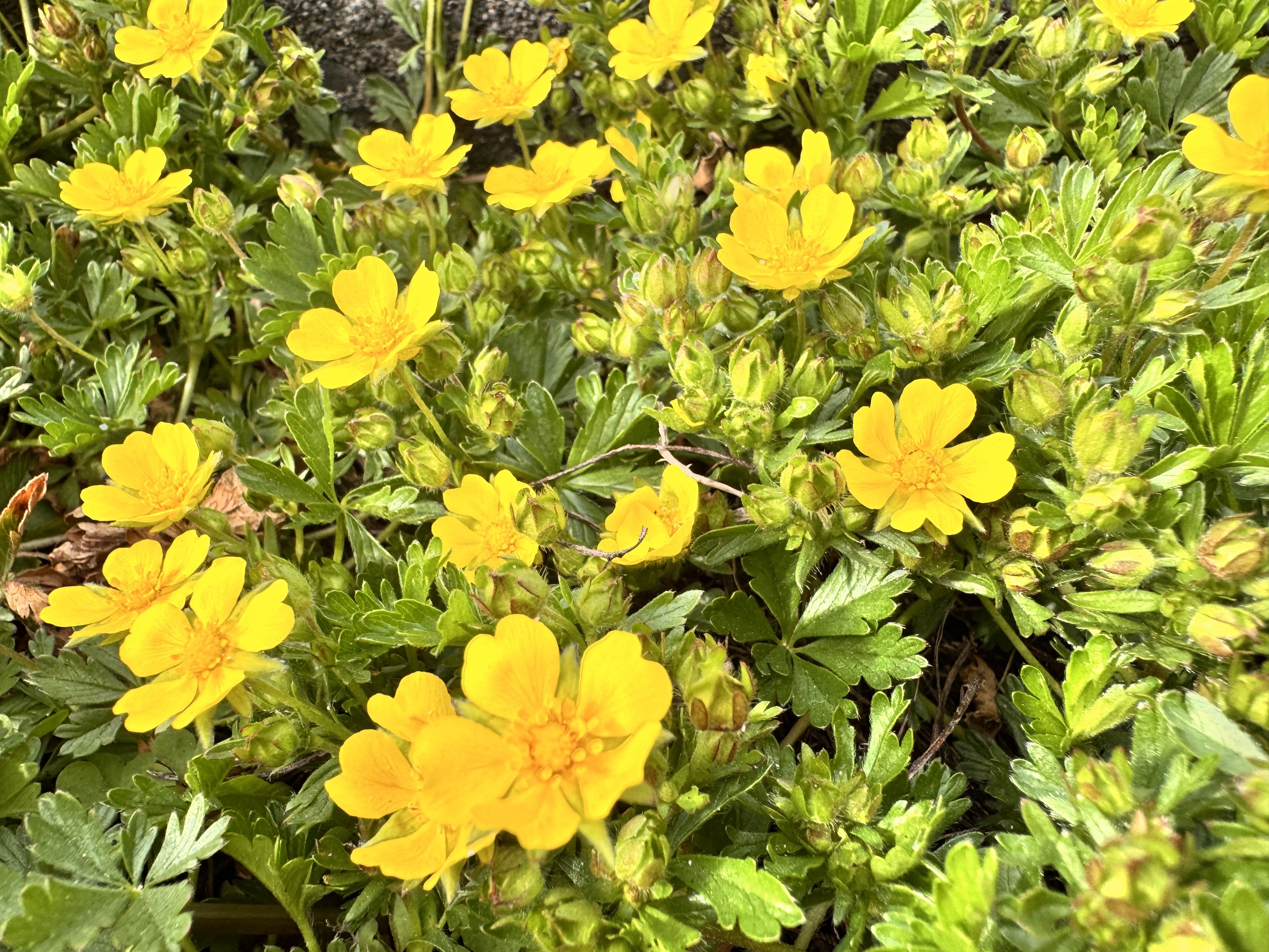 �����⡼�ɡä�����✫�Ĥ��������̿�