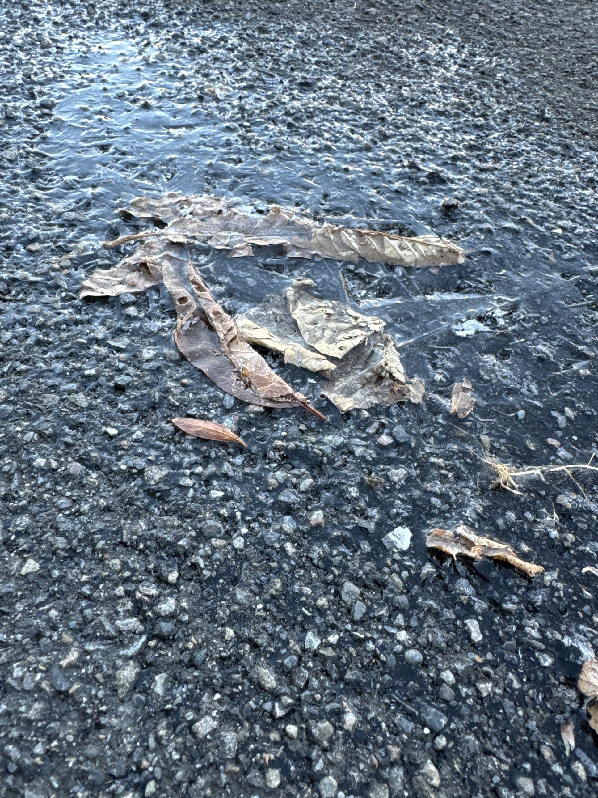 ��������פ�ͤ���ä�����✫�Ĥ��������̿�