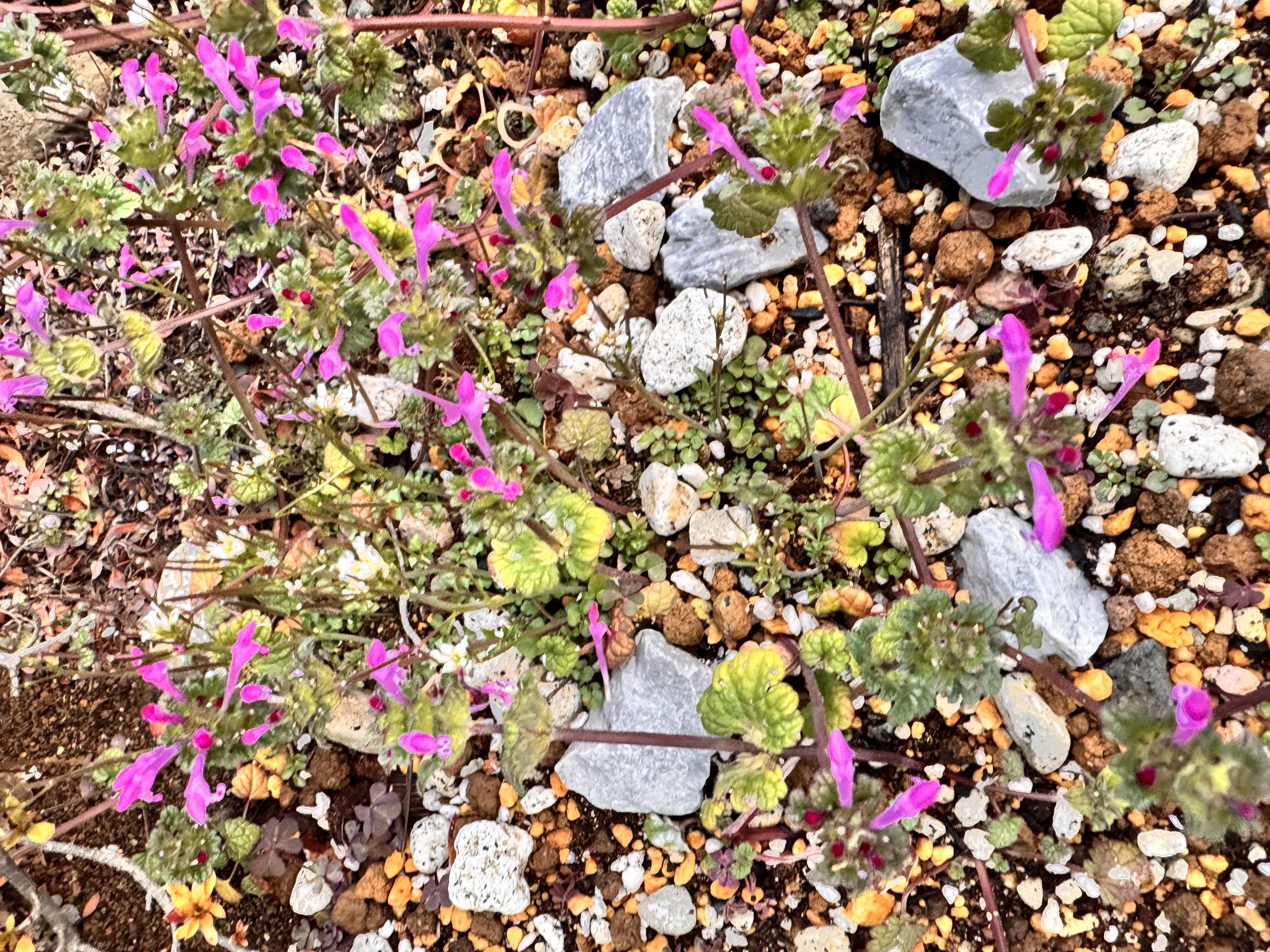 ̲��ʤ��������ä�����✫�Ĥ��������̿�