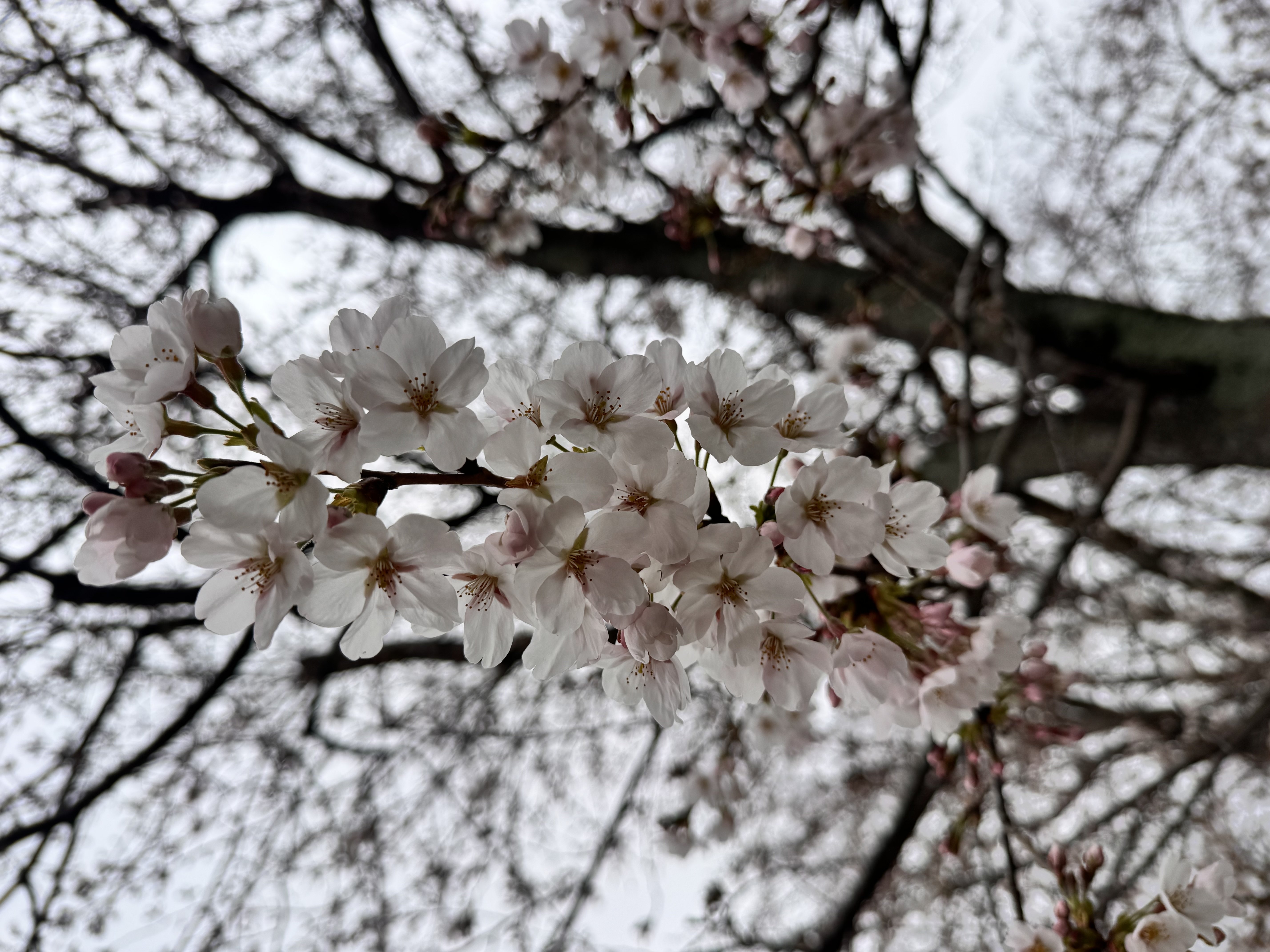 ���Τ��Τ餻�ä�����✫�Ĥ��������̿�