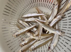 ��������🎣