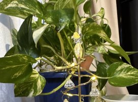 ���ꥹ�ޥ��С������