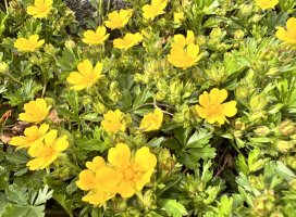 �����⡼��