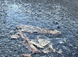 ��������פ�ͤ���