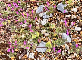 ̲��ʤ�������