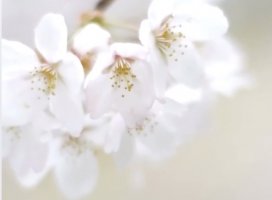 3����Ⱦ��������ͽ��